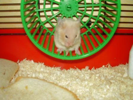 l hamster d audrey