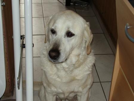 mon labrador tyson