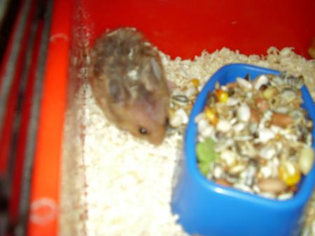 l hamster de deborah